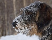 Kutya hideg van a háziállatoknak is - Fagyriadó