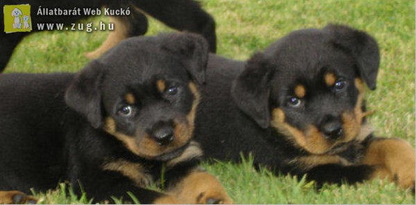 rottweiler kölykök