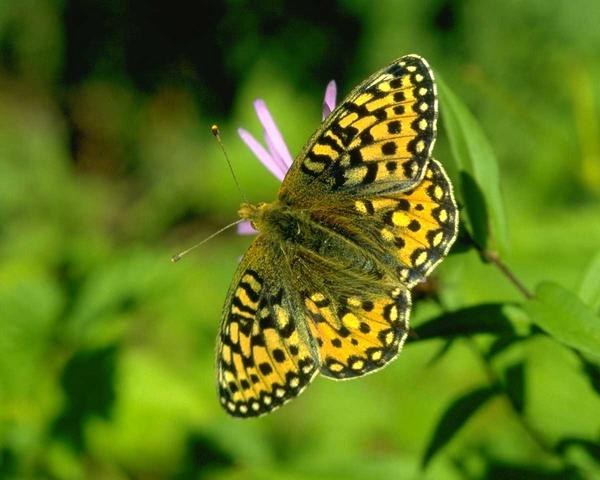 Lepke - pillangó