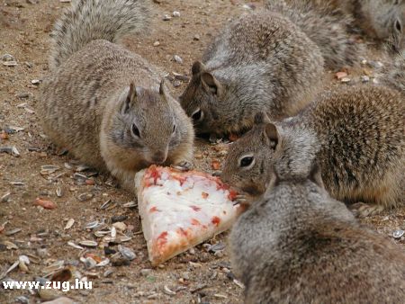 Pizzázó mókusok