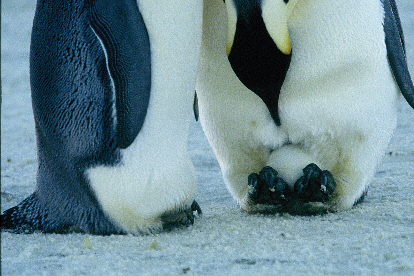 Pingvin tappancsok