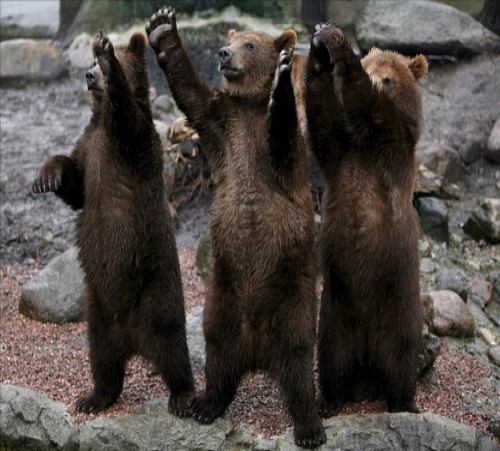 Németország: Három kamcsatkai barnamedve a hamburgi Hagenbeck állatkertben 