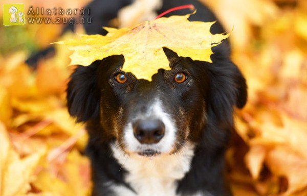 Kutya ősz