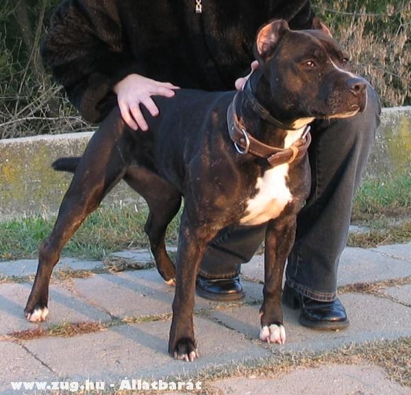 Docs a Staffordshire szuka (élt 1995-2005-ig)