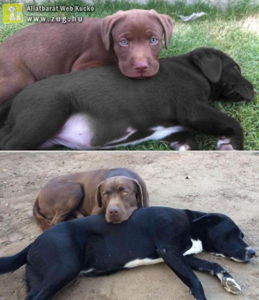 10 év elteltével is ugyanúgy szeretik egymást a kutyusok