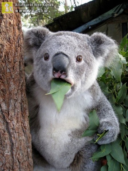 Elbambult a koala