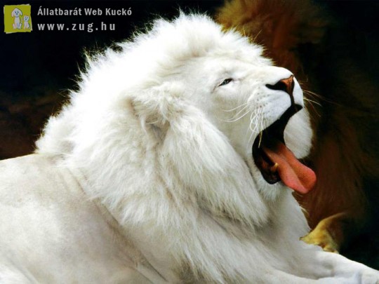 Hófehér oroszlán