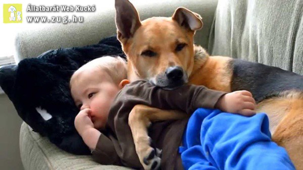 Kutya-baba barátság