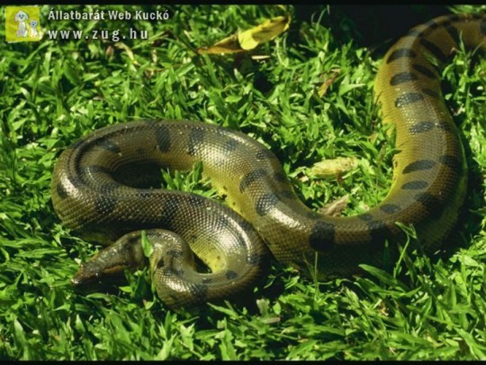 Kígyó a fűben