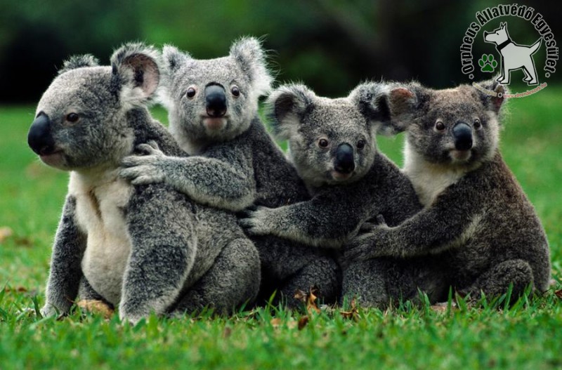 Koala család