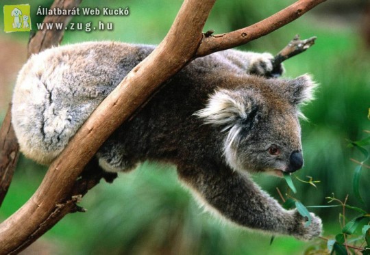 Koala maci