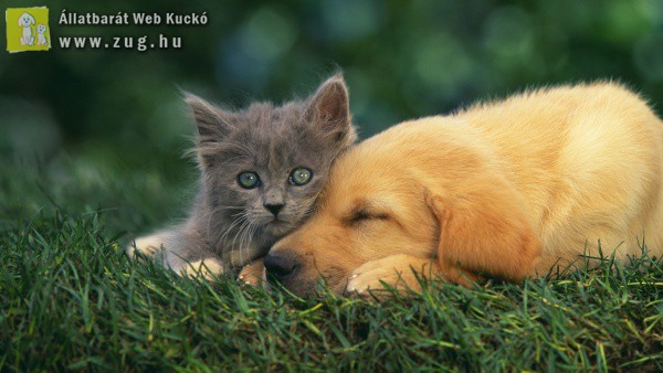 Kutya-cica barátság