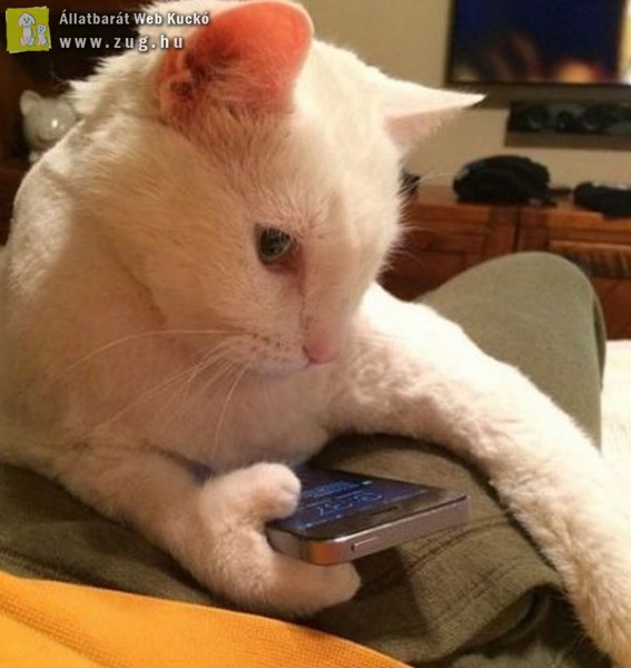 Okos cicának okos telefon