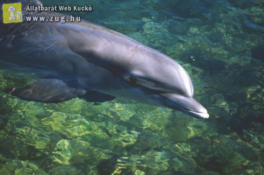 Úszkáló delfin
