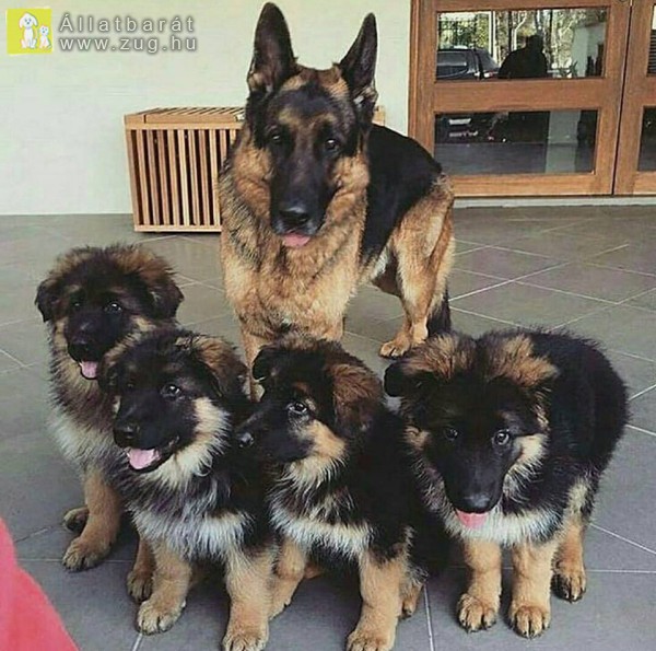 Megmentett kutya család