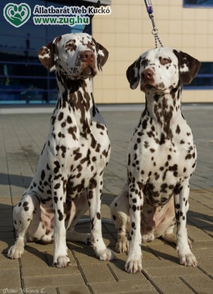 Dalmata