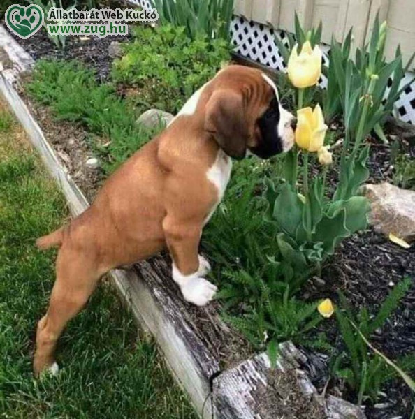 Boxer kutya a kertben