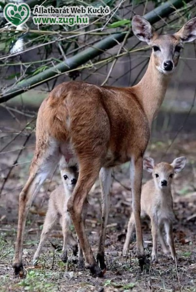 Mama és a kis Bambi őzgidák