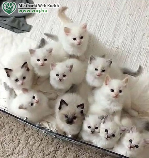 Fehér kiscicák
