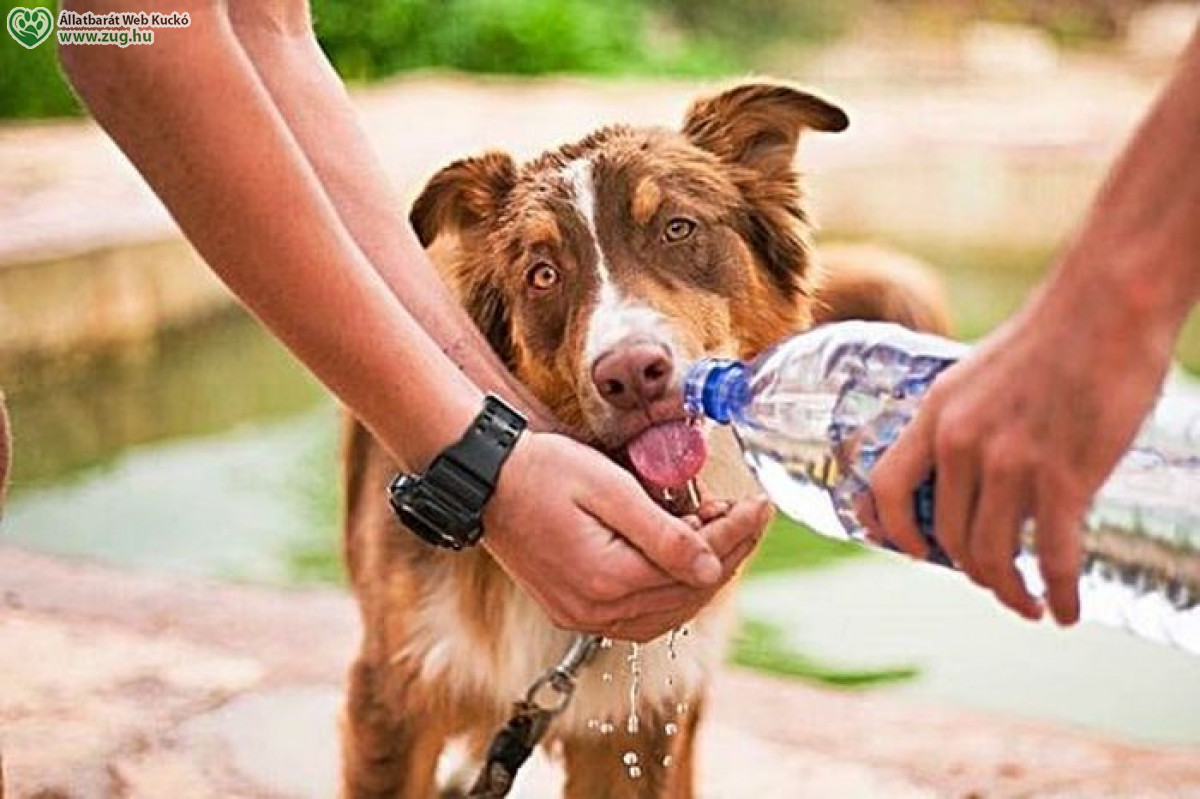Kutya melegre friss ivóvíz a megoldás