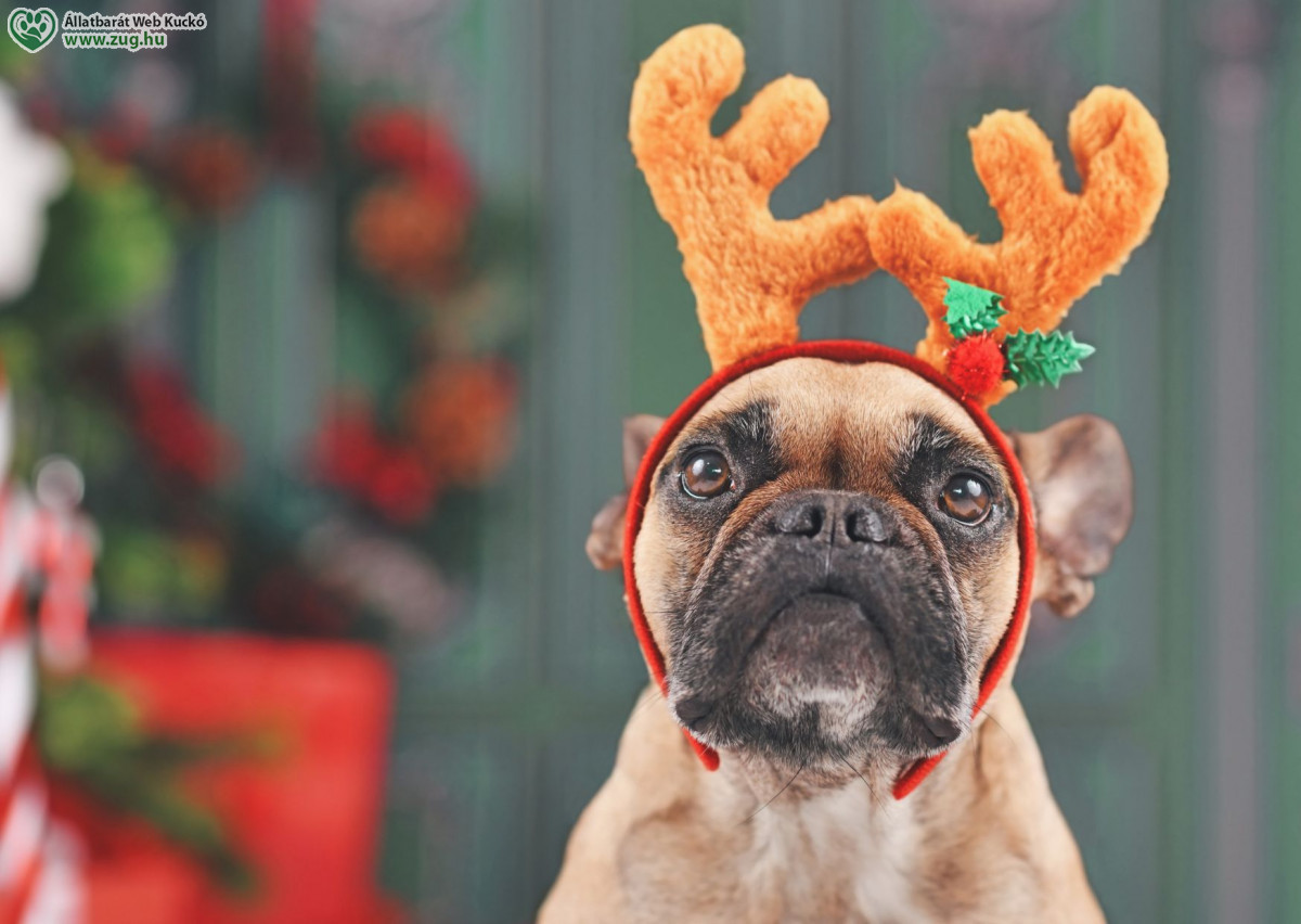 Kutyát ajándékba?! Csak felelős döntés után!