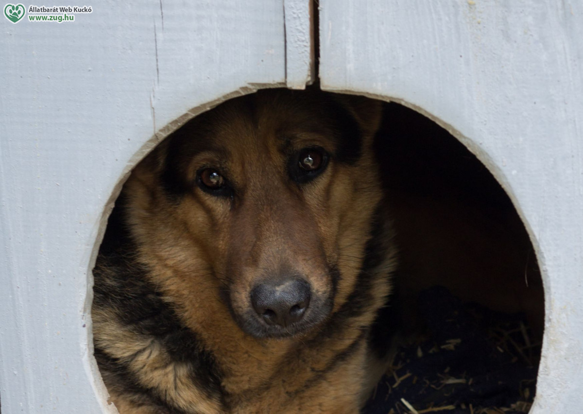 Galéria / Kutyaház