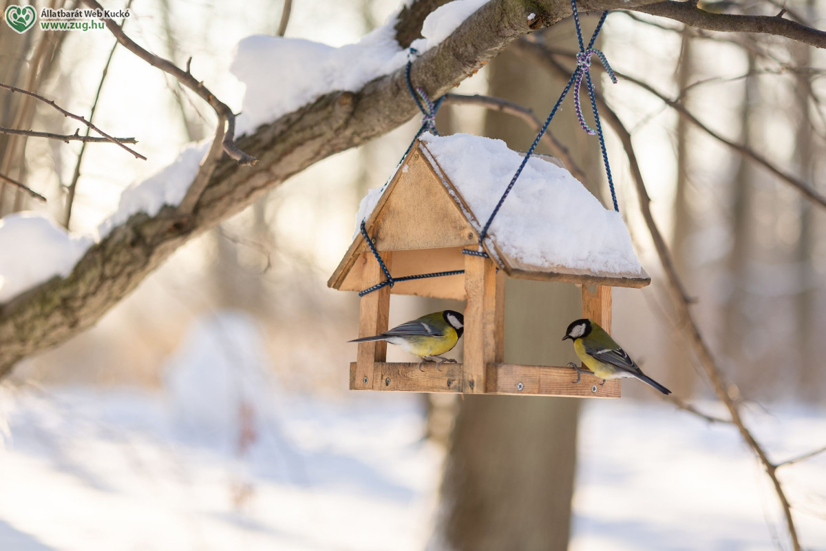 Madarak téli etetése: nagy hóban életmentő