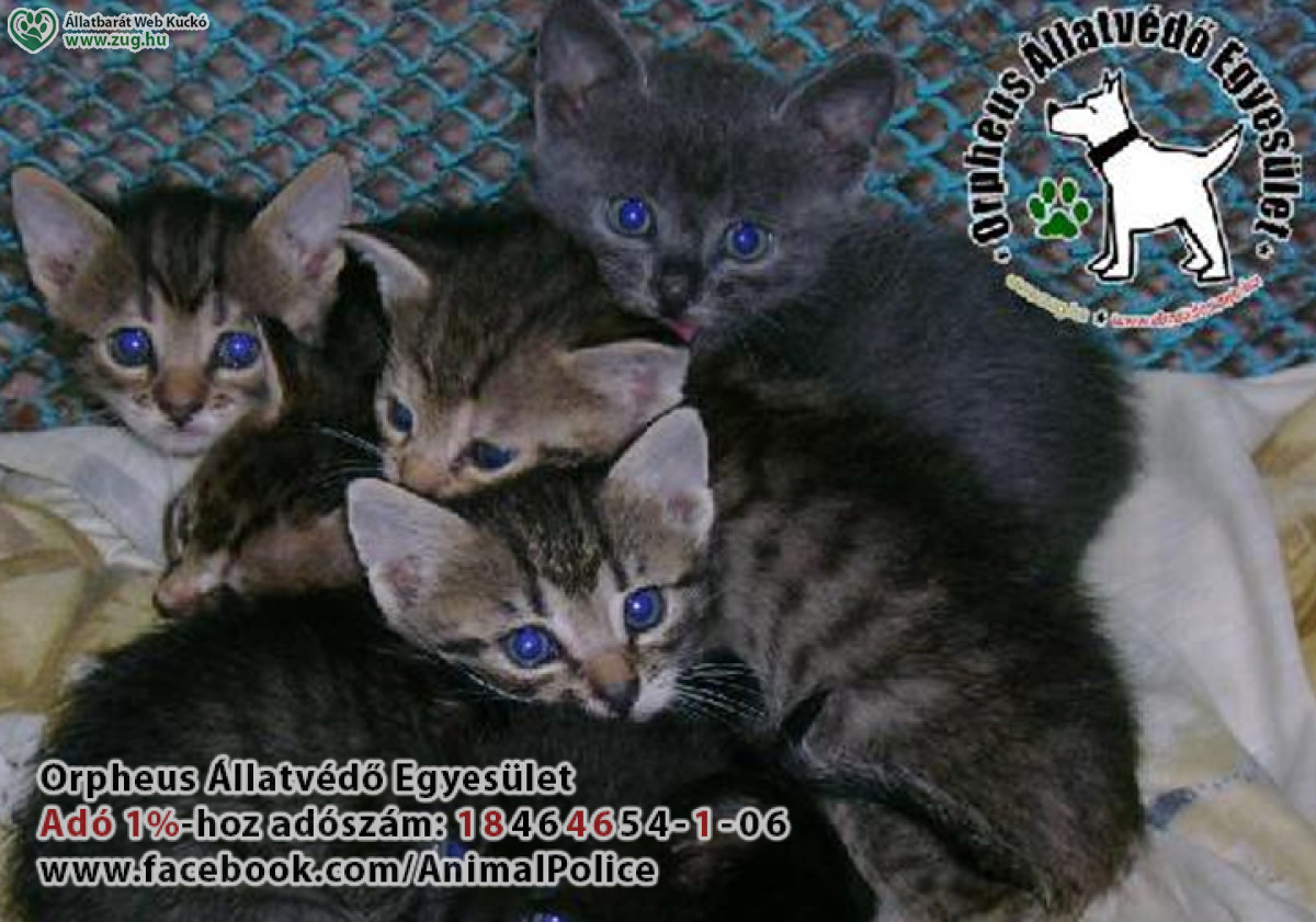 Adó 1% felajánlás állatvédelemre