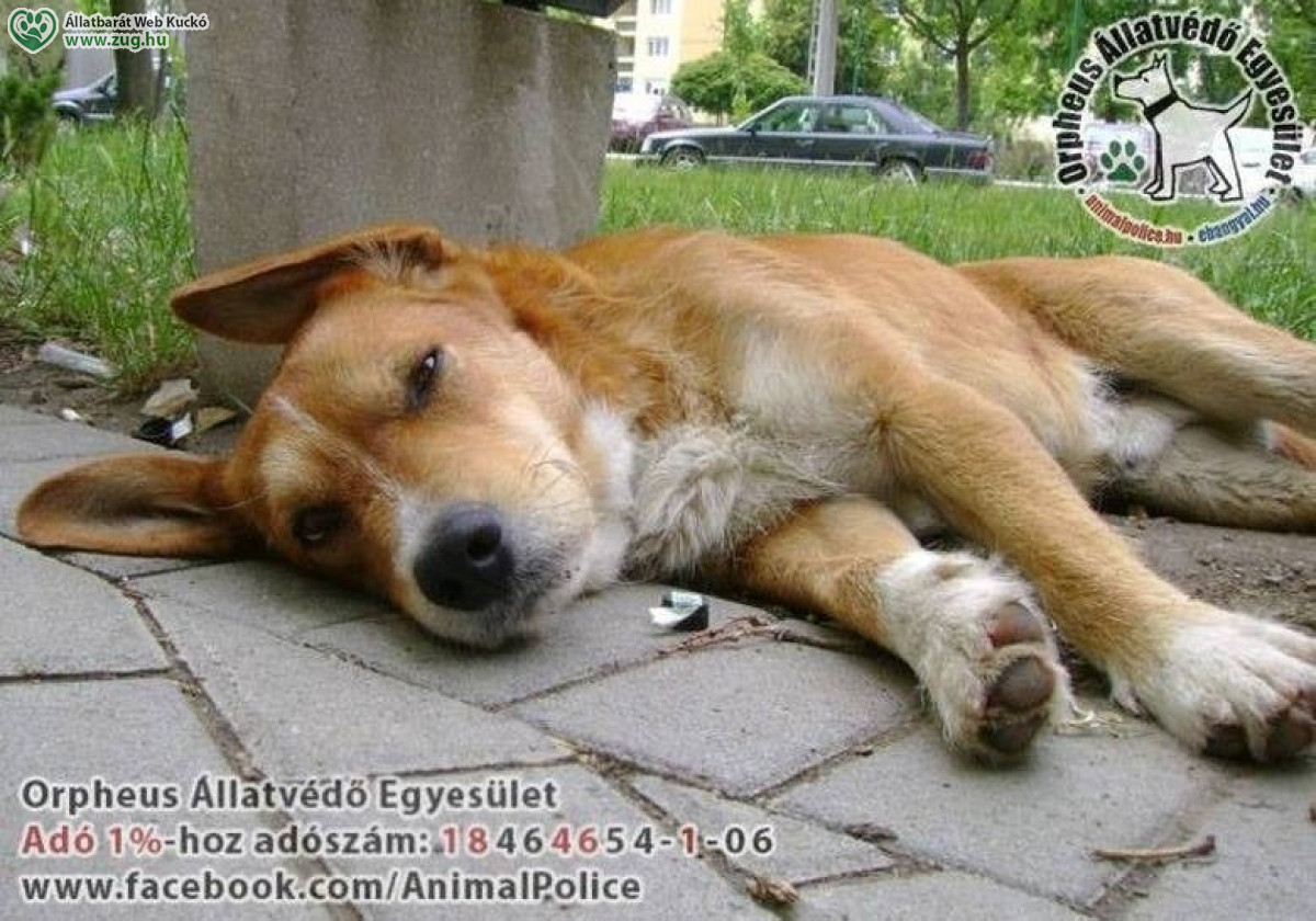 Galéria / Állatmentés, adó 1% támogatás