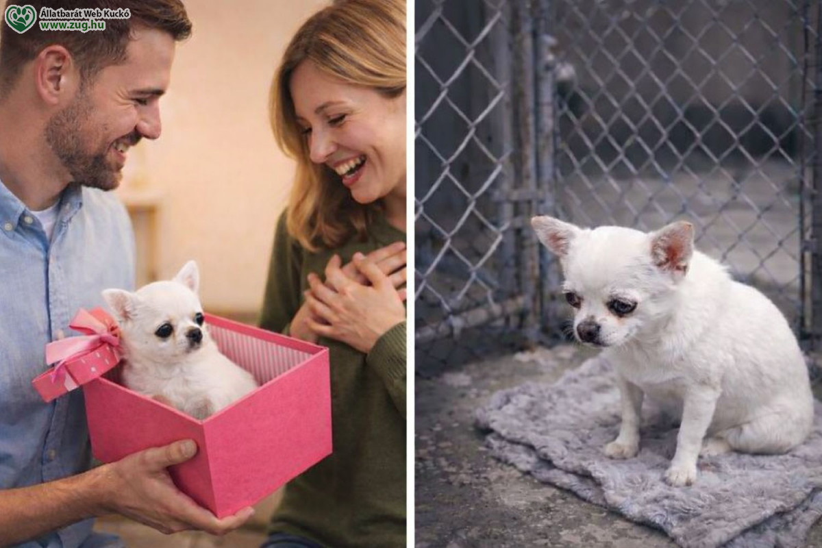 Feleslegessé vált, menhelyre dobták...