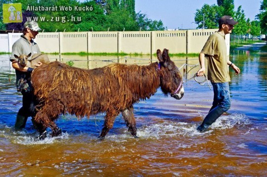 Állatmentés a Duna áradása miatt a Xantus János Állatkertben - belvíz keletkezett