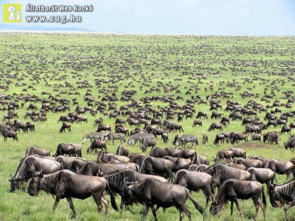 Kenyai nagy - nyári állatvéndorlás