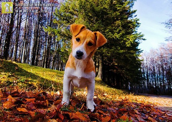 Kutya-jó ősz :)