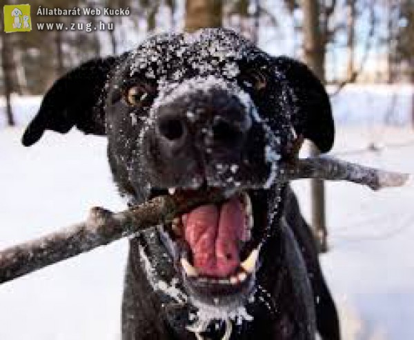 Kutyajáték a zord hidegben - imádjuk a telet :)