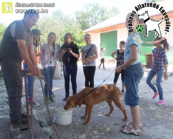 Kutyák tartásával ismerkednek a gyerekek