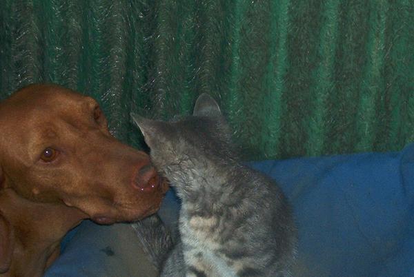 kutya-cica barátság