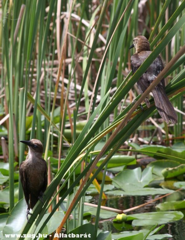 Madarak - Everglade mocsár Florida