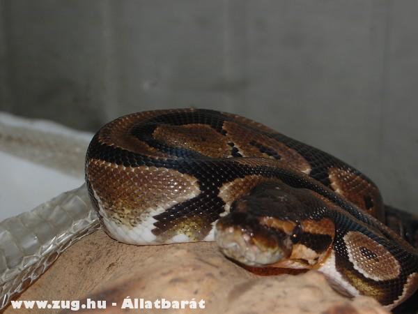 Python regius