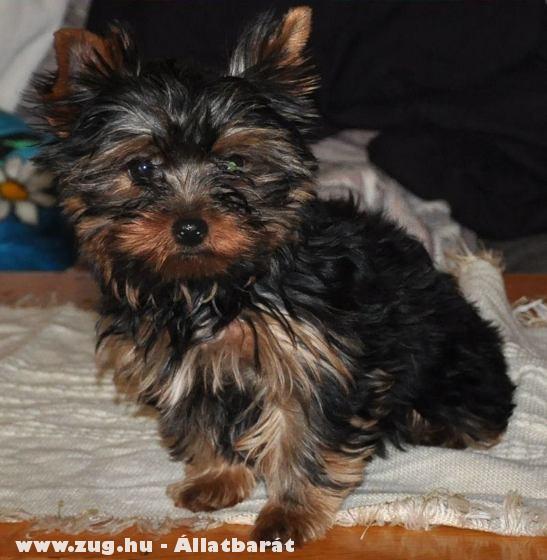 Yorkshire Terrier