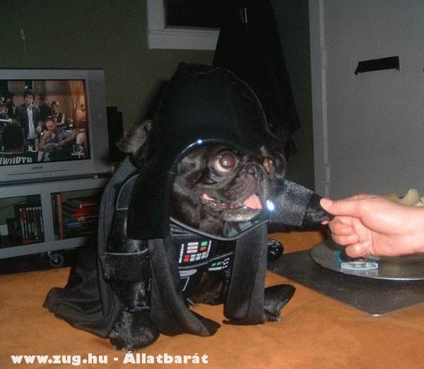 Kutya Star Wars Dog
