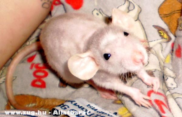 Algernon kopasz dumbófülû patkány