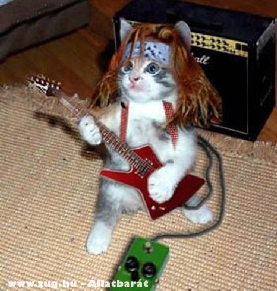 Rocker macska