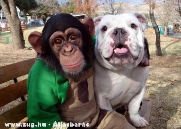 Kutya és majom haverság