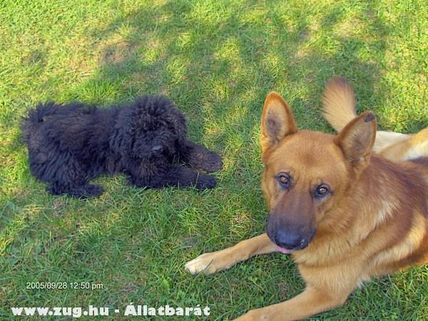 A kutyáink Alex és Tücsi 3 évvel ezelõtt. :)