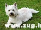 Westie ♥