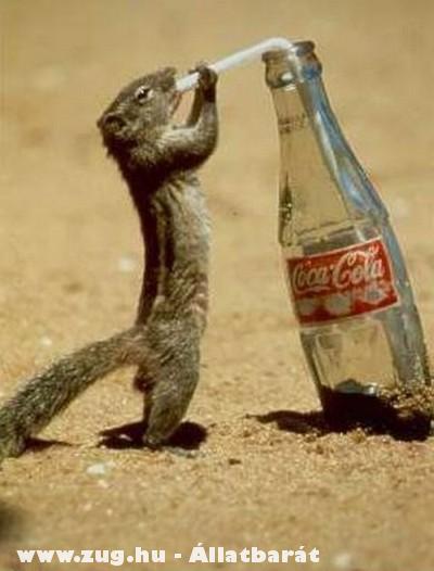 A Coca Cola és a mókus esete