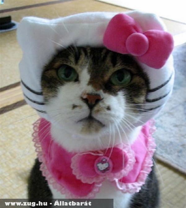 Hello Kitty Cat