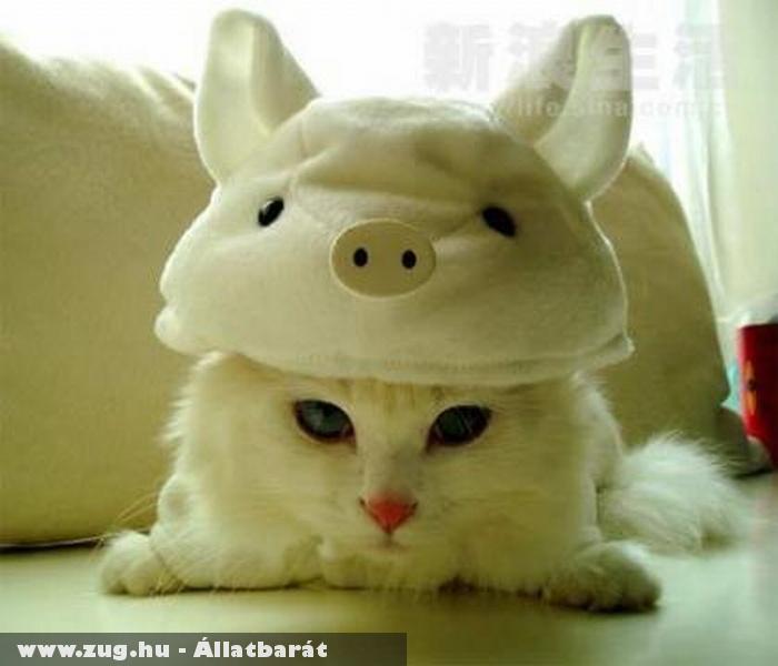 Pig Cat