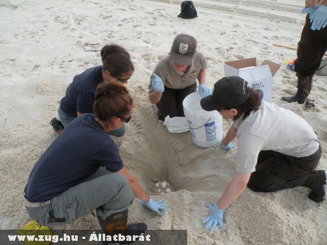 A homokból ássák ki a teknõstojásokat  (Olajszennyezés, Mexikói-öböl)