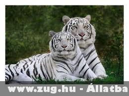 2 tigris